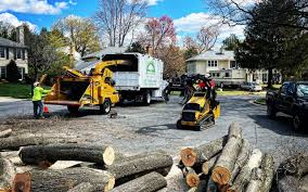 Best Stump Grinding and Removal  in Cave City, AR