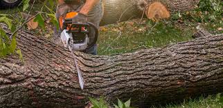 Best Commercial Tree Services  in Cave City, AR