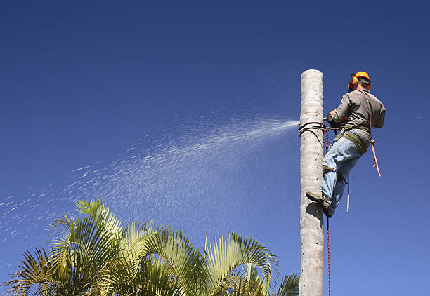 Best Tree Disease Treatment  in Cave City, AR