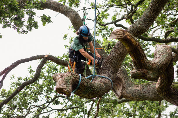 Best Hazardous Tree Removal  in Cave City, AR