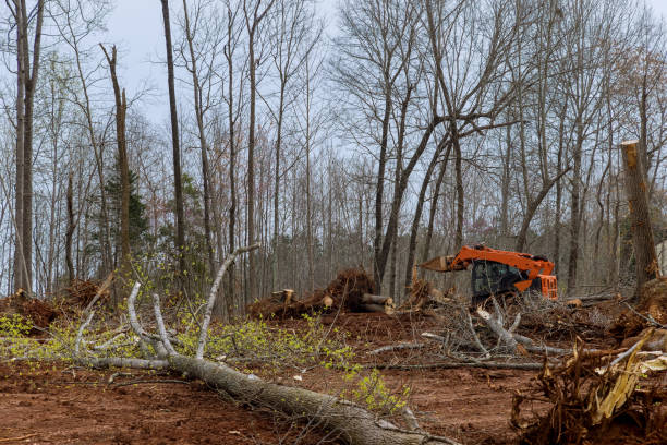 Mulching Services in Cave City, AR