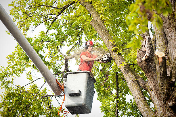 Best Tree Trimming and Pruning  in Cave City, AR