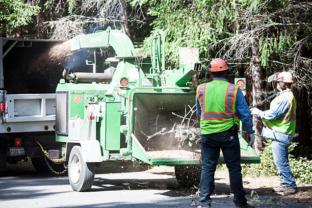 Best Arborist Consultation Services  in Cave City, AR