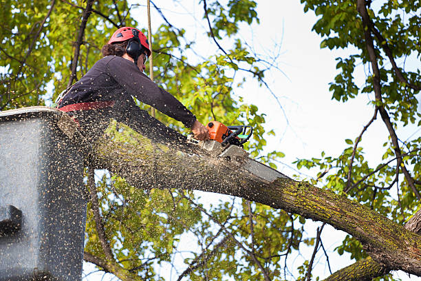  Cave City, AR Tree Services Pros