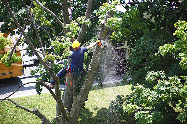 Best Tree Preservation Services  in Cave City, AR