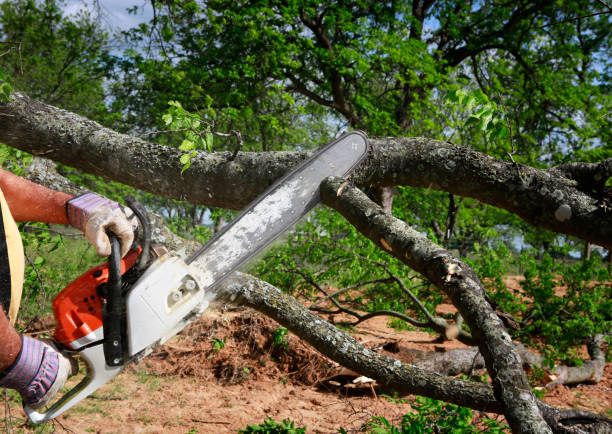 Best Lawn Mowing  in Cave City, AR