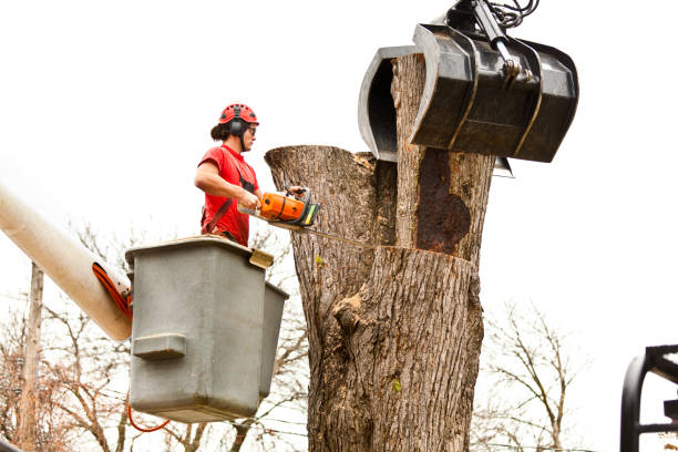 How Our Tree Care Process Works  in  Cave City, AR